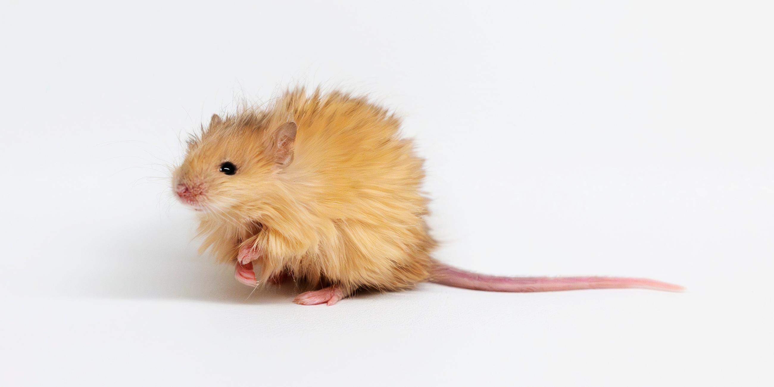 Nager mit viel Fell: Colossal Biosciences präsentiert die Wollhaarmaus