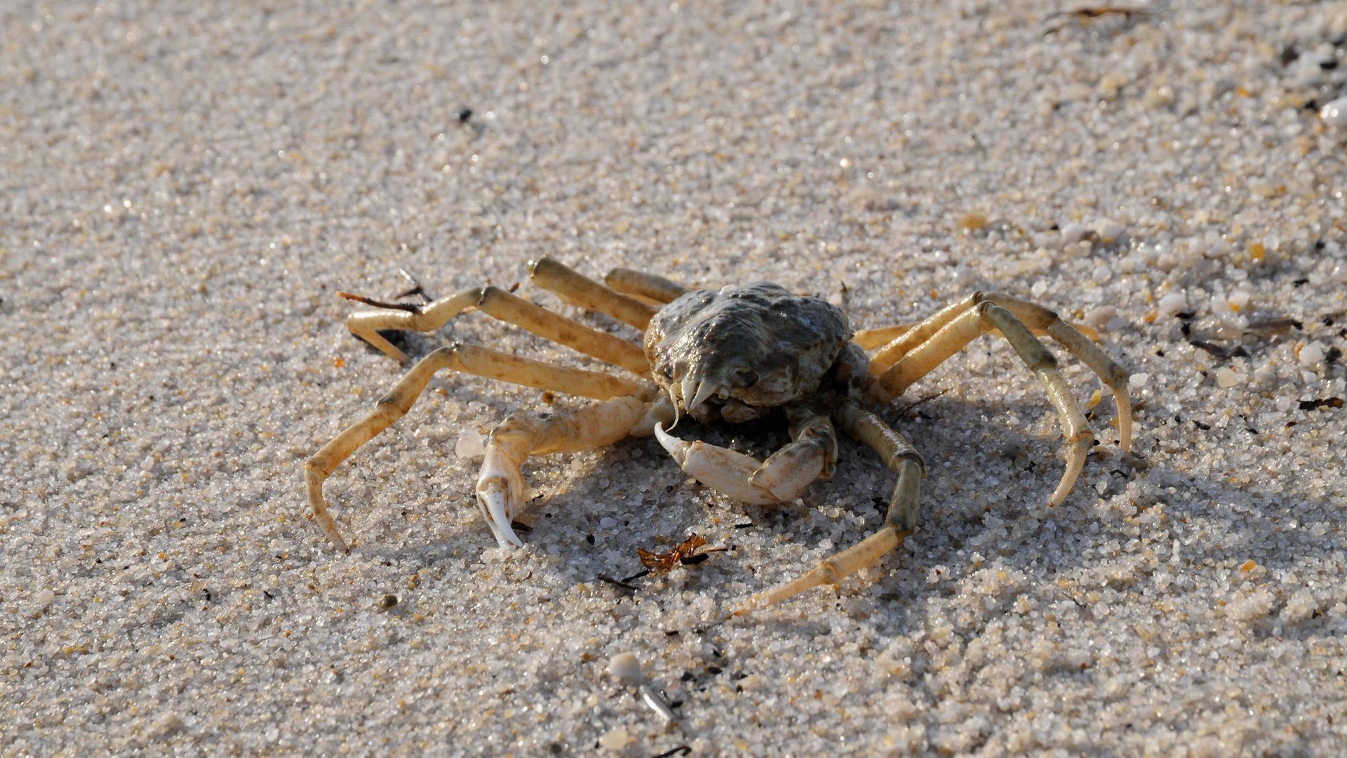 Eine chinesische Wollhandkrabbe an einem Strand.