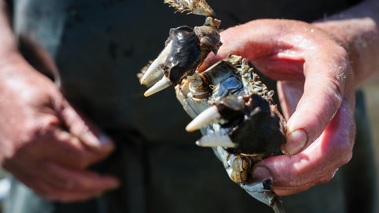 15.05.2025, Schleswig-Holstein, Lauenburg: Elbfischer Eckhard Panz zeigt eine frisch gefangene Wollhandkrabbe an Bord seines Boots auf der Elbe vor Lauenburg.