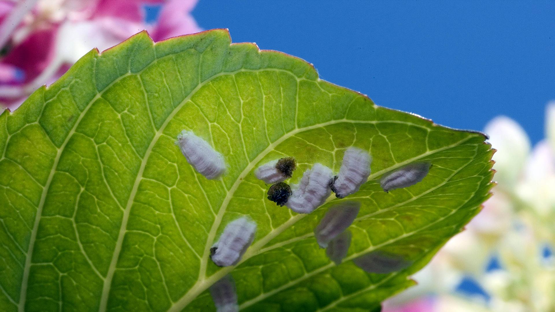 Wollläuse an der Unterseite eines Blattes der Hortensie