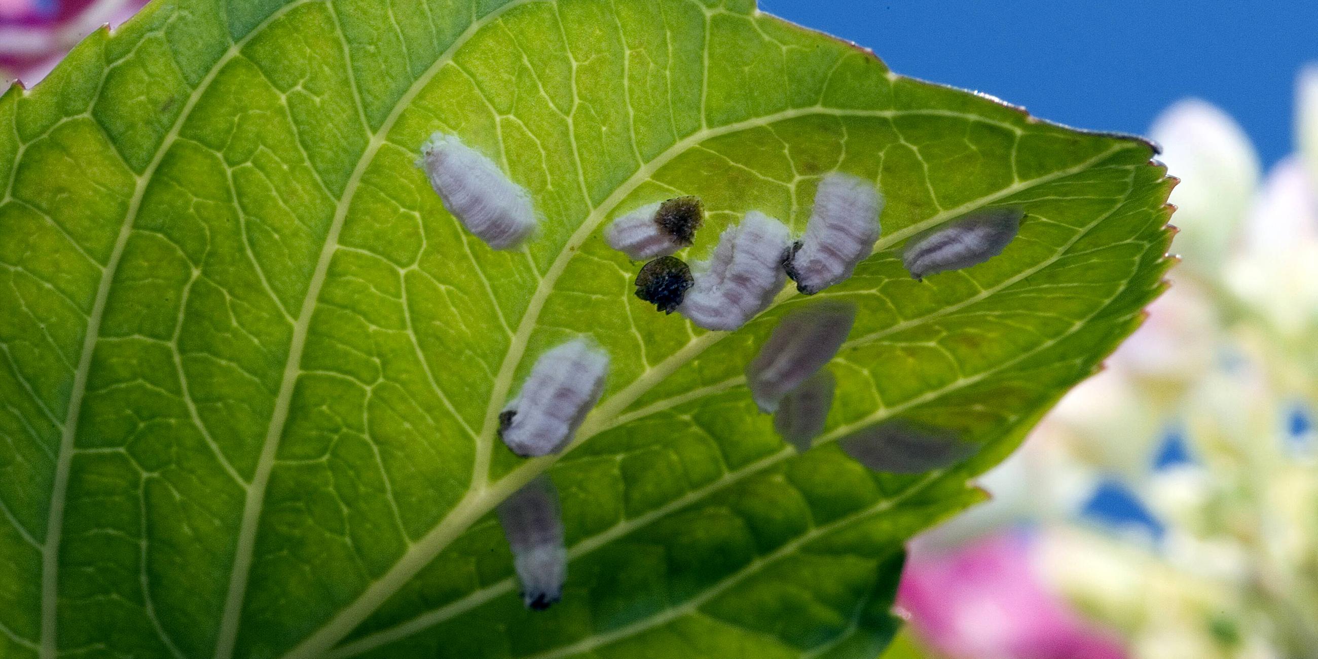 Wollläuse an der Unterseite eines Blattes der Hortensie