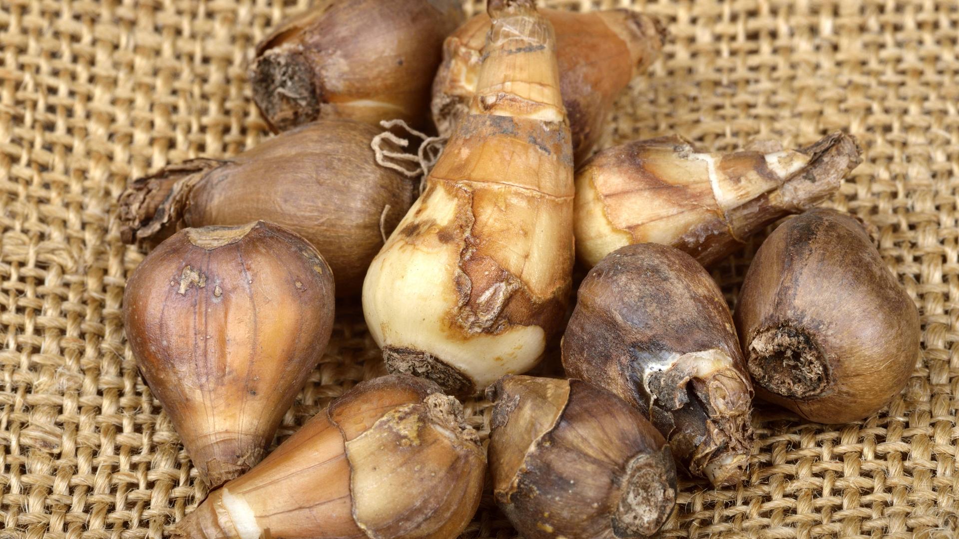 Woronow-Schneeglöckchen-Zwiebeln auf Jute