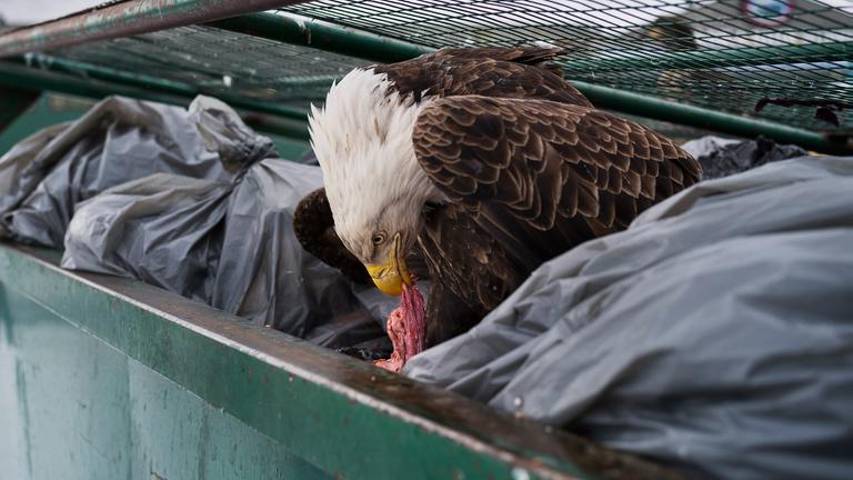 Corey Arnold: Dumpster Diver - Adler sucht in einer Mülltonne nach Nahrung
