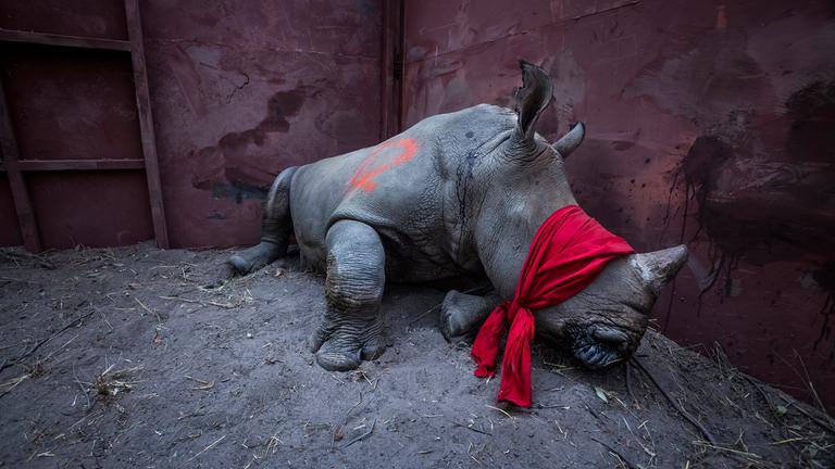 Neil Aldridge: Betäubtes Breitmaulnashorn bei Umsiedelung als Schutz vor Wilderern