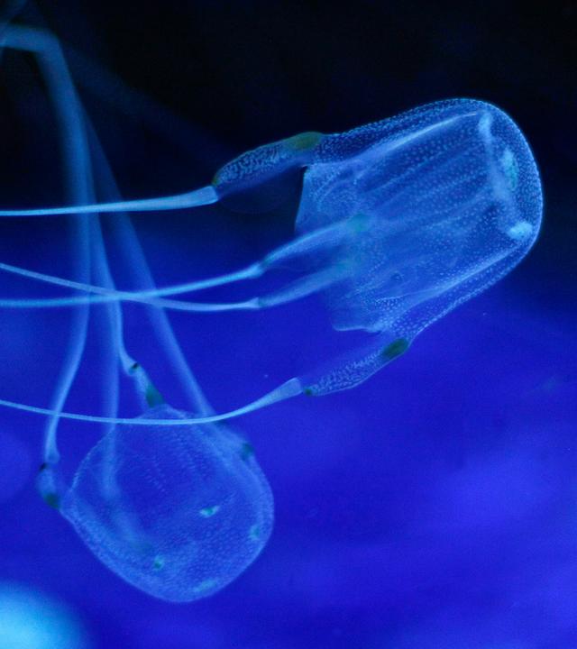 Zwei Würfelquallen schwimmen im Two Oceans Aquarium