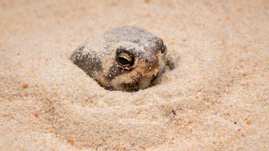 Ein Wüstenregenfrosch sitzt im Sand.