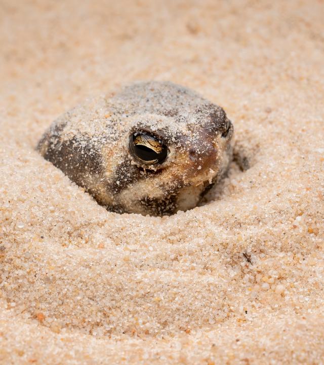 Ein Wüstenregenfrosch sitzt im Sand.
