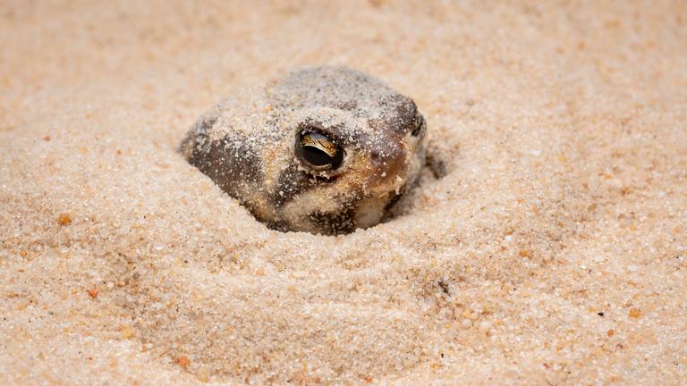 Ein Wüstenregenfrosch sitzt im Sand.