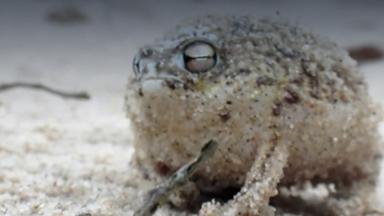 Ein Wüstenregenfrosch sitzt im Sand.