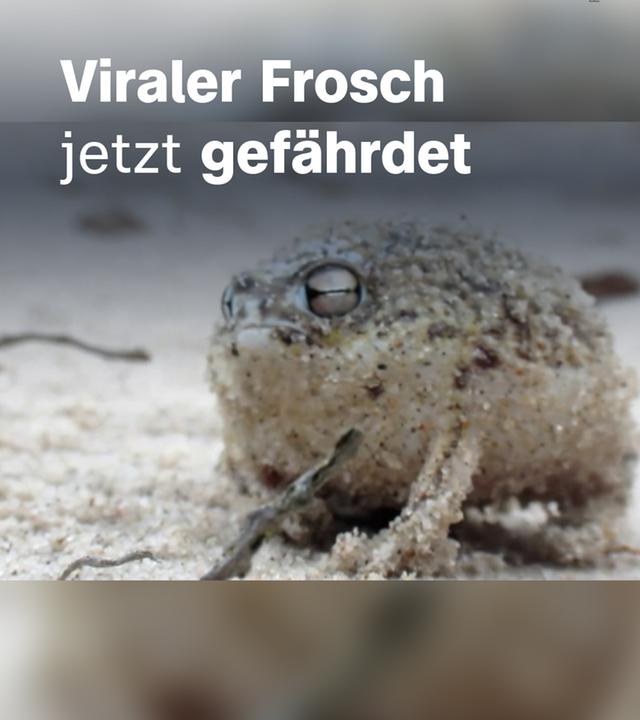 Ein Wüstenregenfrosch sitzt im Sand.