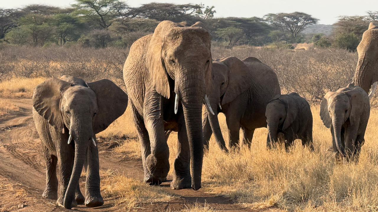 WWF-Bericht: Wildtierbestände seit 1970 um 73 Prozent geschrumpft