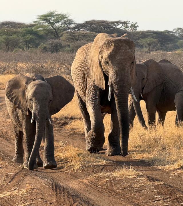Afrikanische Elefanten sind im Samburu-Nationalreservat im Norden Kenias unterwegs  Elefanten.