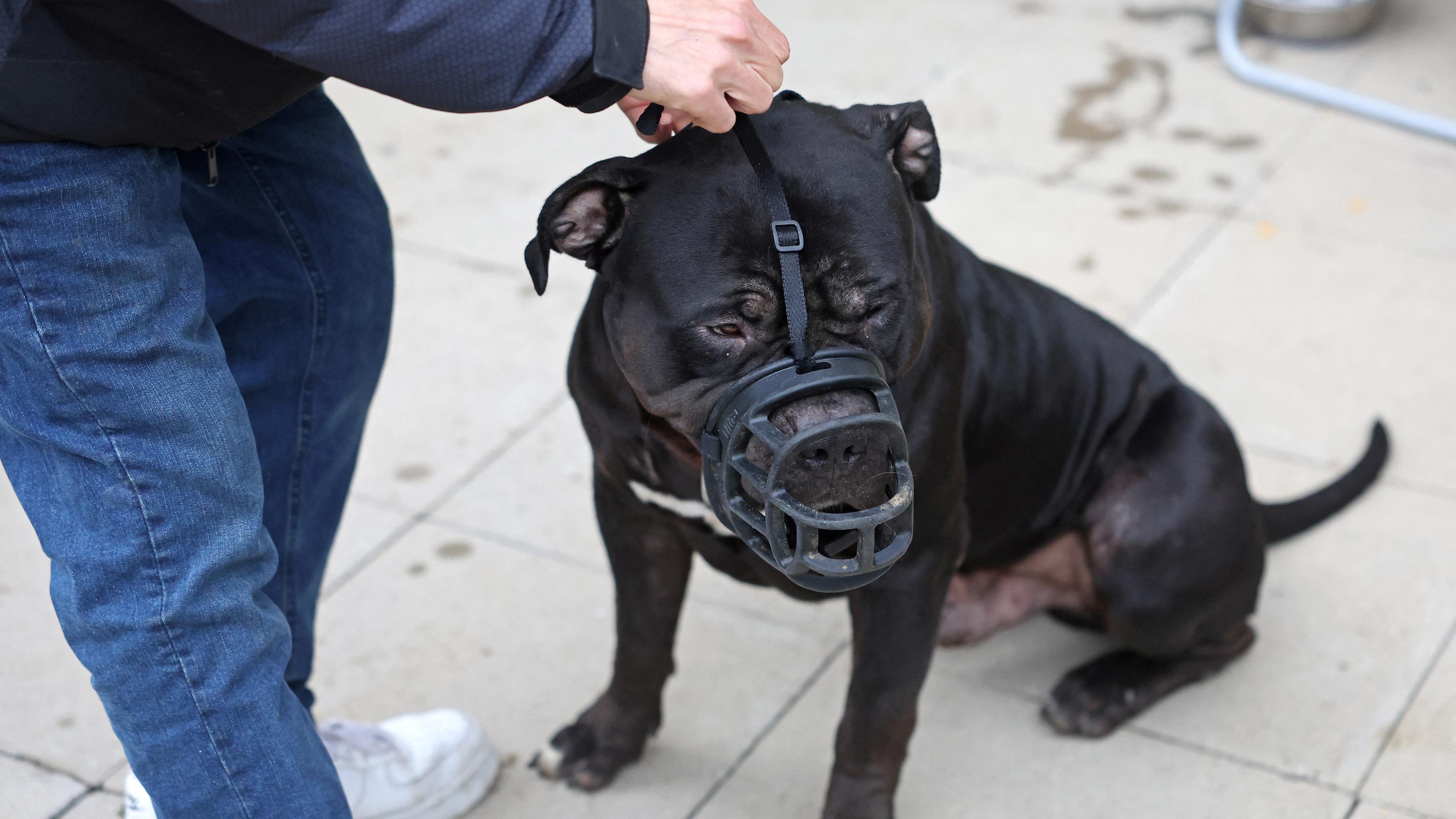 Einer schwarzen XL Bulldogge wird auf der Straße ein schwarzer Maulkorb übergezogen.