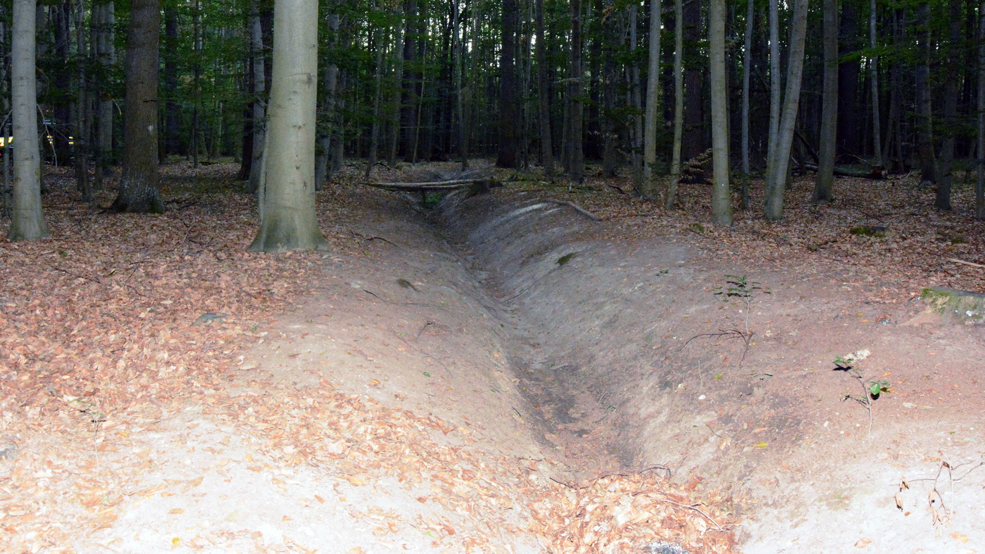 In der Dölauer Heide in Halle (Saale): In diesem Graben wurde die Leiche des Opfers versteckt.