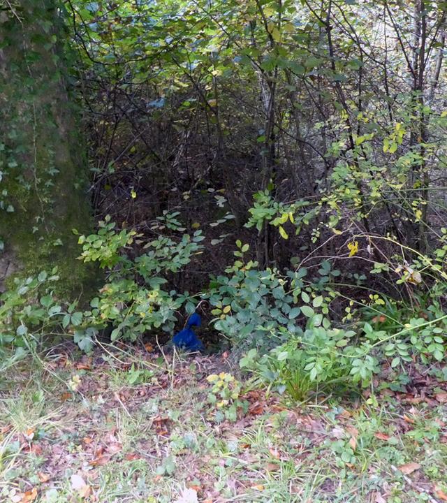 Ein blauer Müllsack liegt im Wald an einer Böschung.