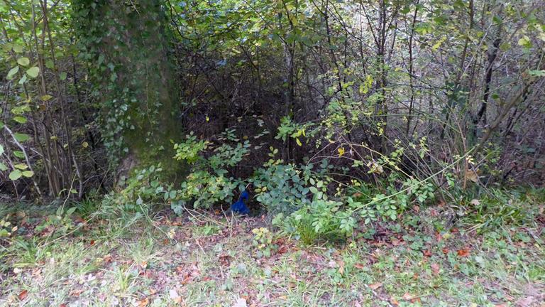 Ein blauer Müllsack liegt im Wald an einer Böschung.
