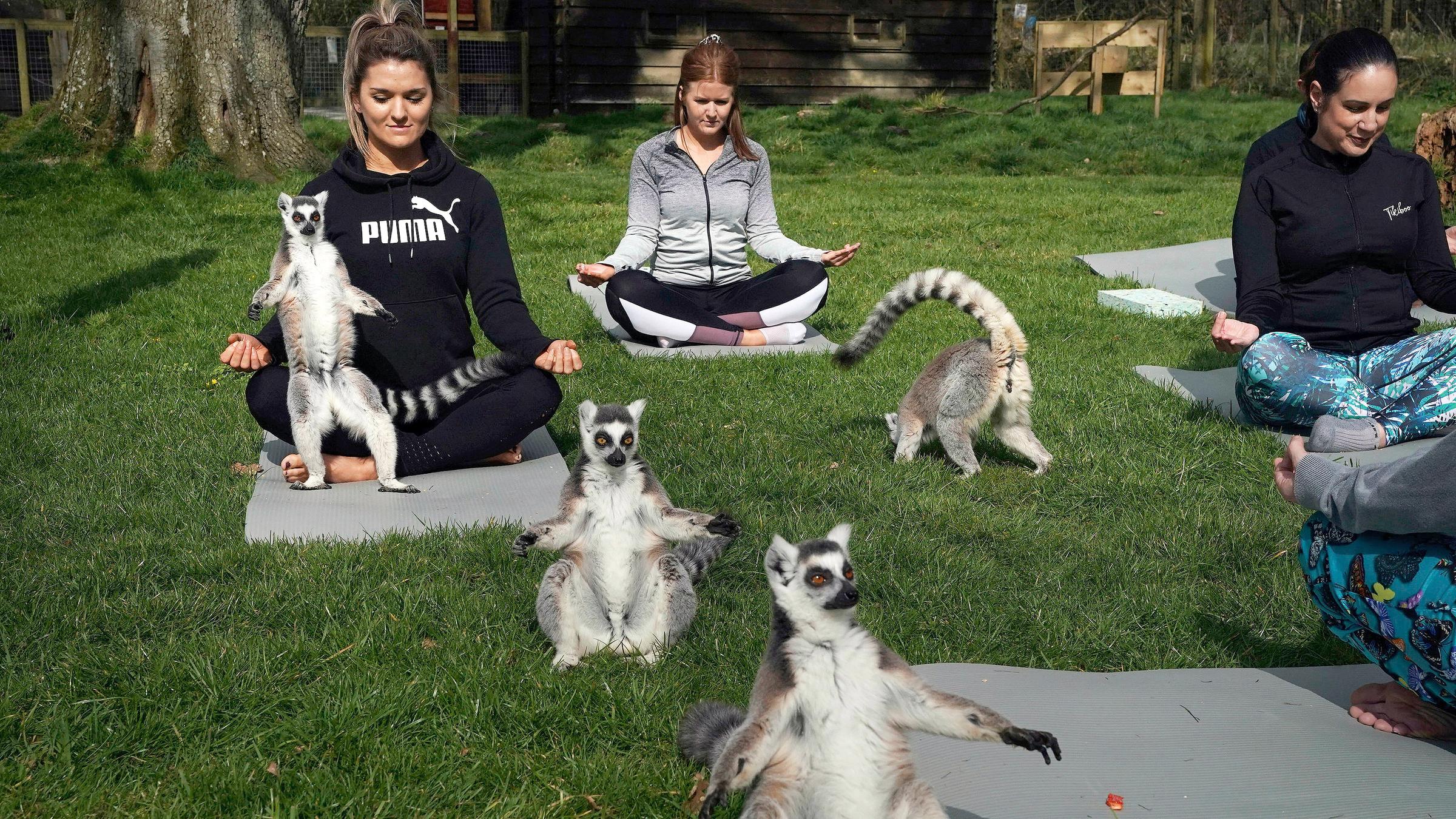 Yogaschüler in Keswick erleben ihre Übungen mit Lemuren aus einem Wildtierpark