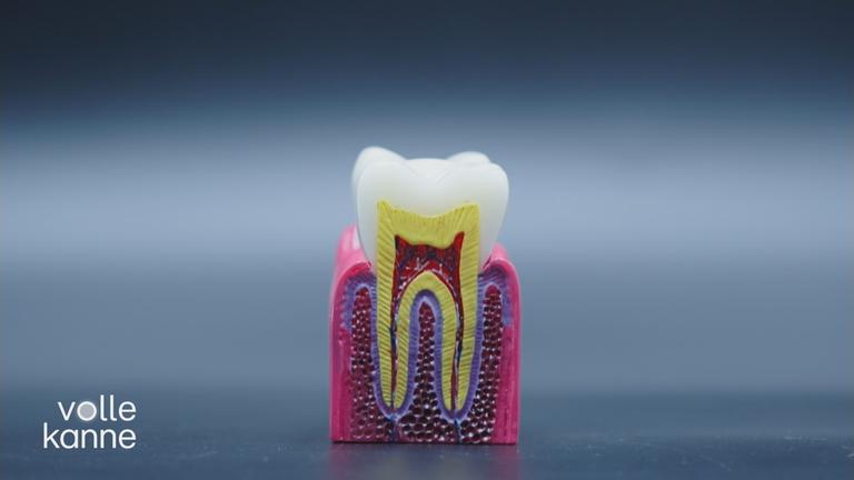 Abbildung eines durchgeschnittenen Zahnes