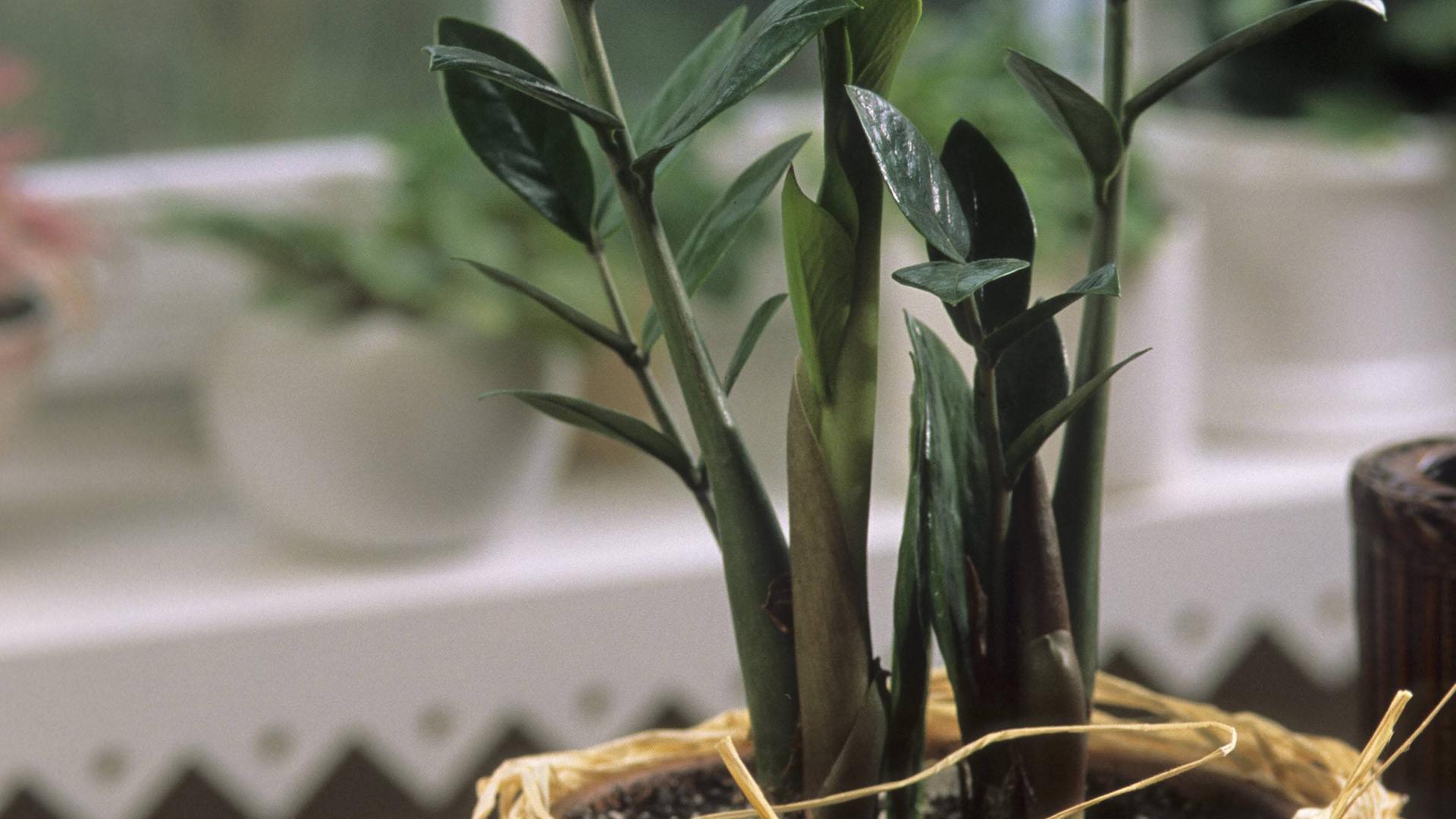 Zamioculcas
