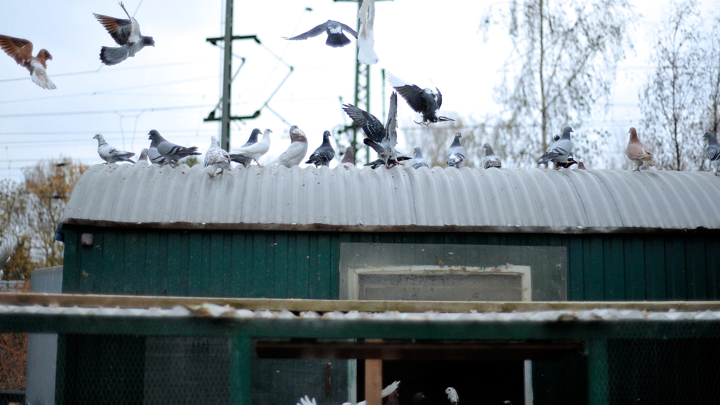 ZDF in Bottrop: Taubenschlag