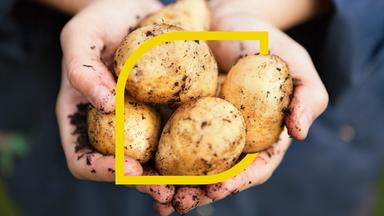 Kartoffeln frisch vom Feld