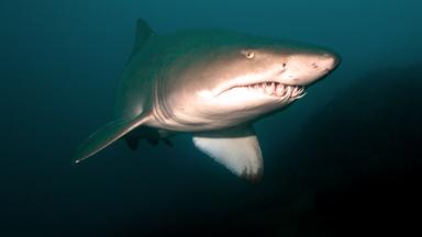 Bild eines Sandtigerhais, der auf den Betrachter zuschwimmt