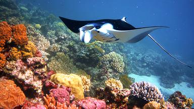 Bild eines Mantarochen, der über ein Korallenriff hinwegschwimmt