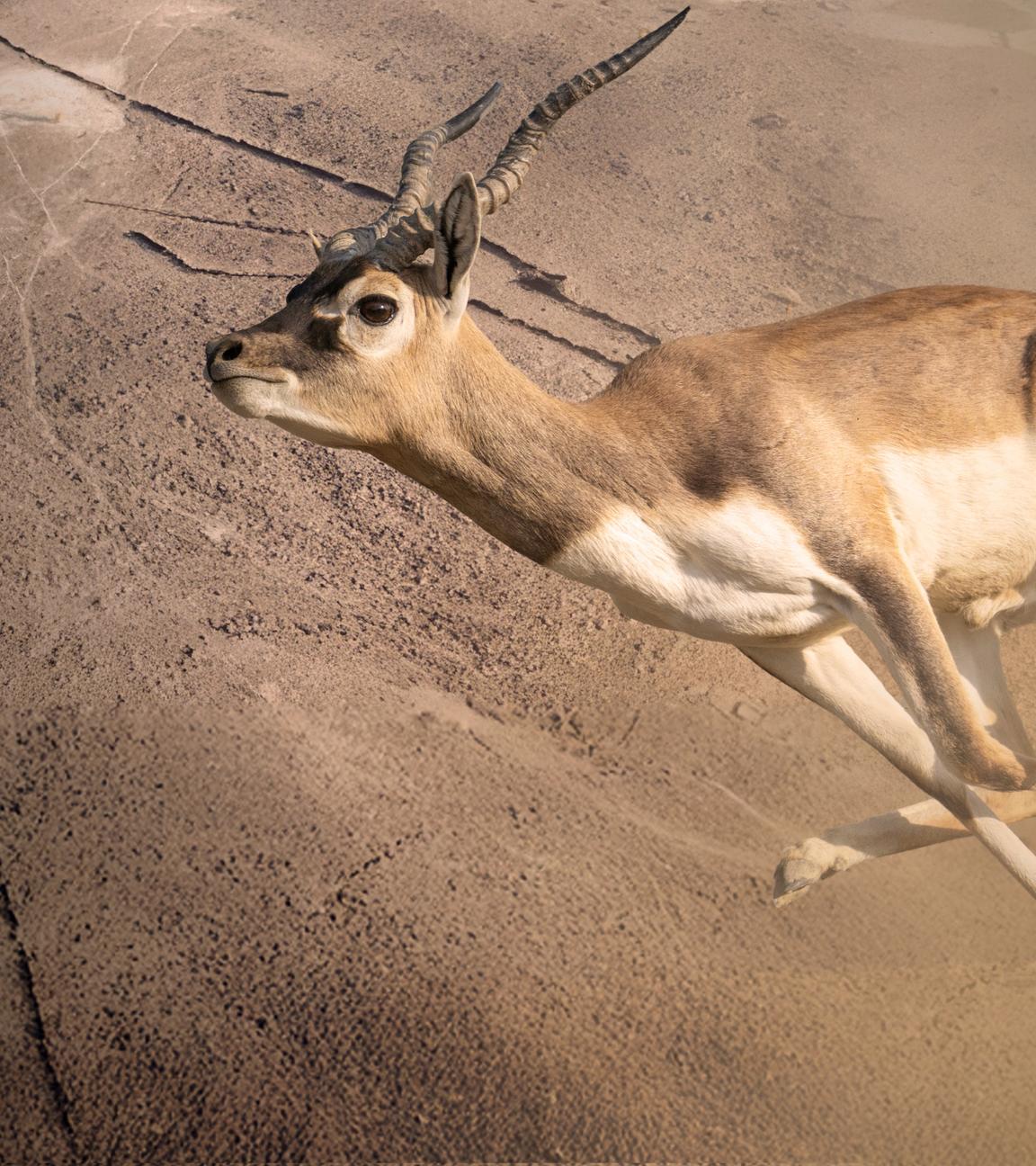 Im Vordergrund sprintet eine Antilope, im Hintergrund liegt die Luftaufnahme eines "Wüstendrachens".
