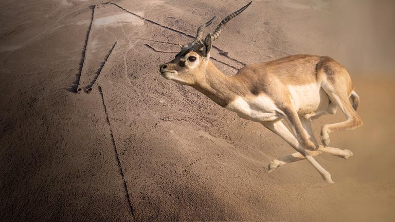 Im Vordergrund sprintet eine Antilope, im Hintergrund liegt die Luftaufnahme eines "Wüstendrachens".