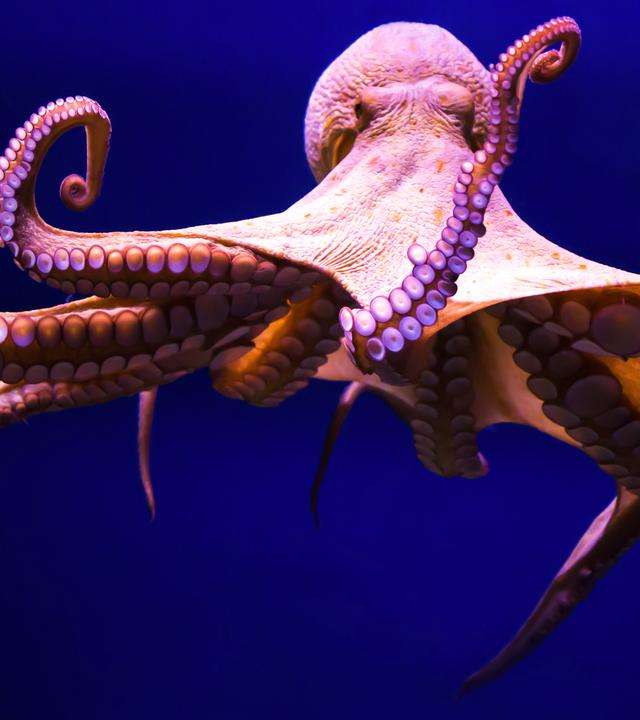Ein Oktopus unter Wasser, die Tentakel ausgestreckt