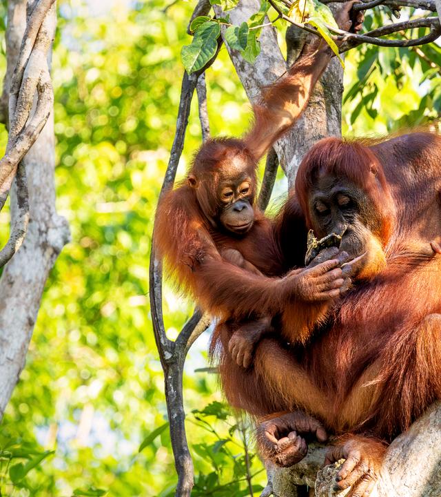 Ein Borneo-Orang-Utan-Weibchen sitzt mit seinem Jungen auf dem Arm auf einem Baum