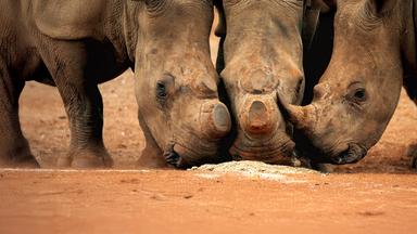 Illegale Nashornjagd – Netzwerke und Profite