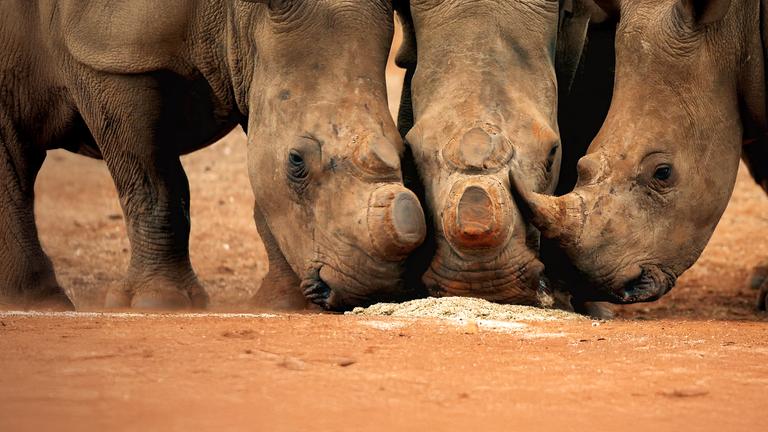 Drei Nashörner beim Fressen, zwei von ihnen wurden die Hörner abgetrennt.