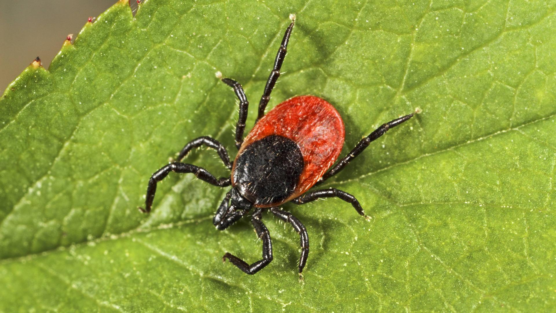 Zecke sitzt auf einem Blatt.
