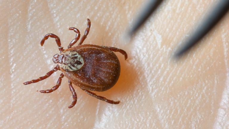 Brandenburg, Sieversdorf: Eine Zecke, auch Gemeiner Holzbock genannt, krabbelt über eine Hand