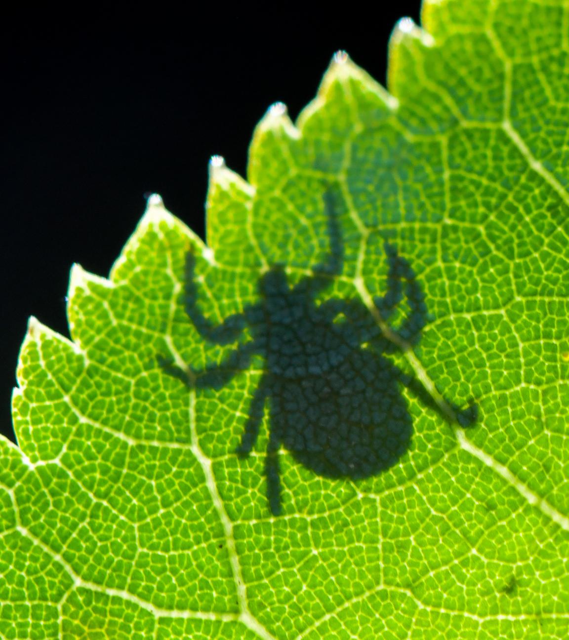 ARCHIV - 07.09.2020, Brandenburg, Sieversdorf: Im Gegenlicht ist der Schatten einer Zecke (Ixodida) auf einem Blatt zu sehen. 