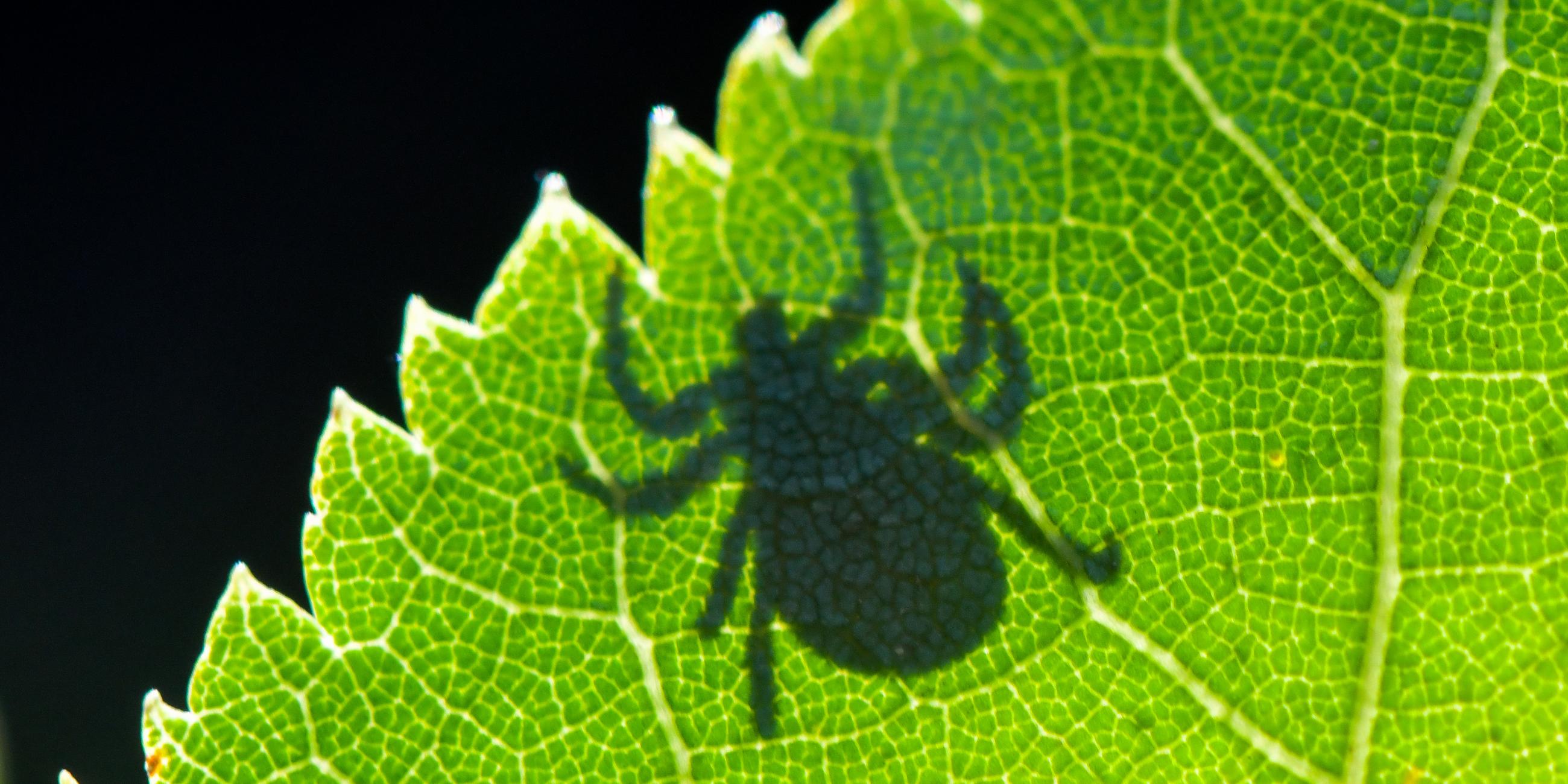 ARCHIV - 07.09.2020, Brandenburg, Sieversdorf: Im Gegenlicht ist der Schatten einer Zecke (Ixodida) auf einem Blatt zu sehen. 
