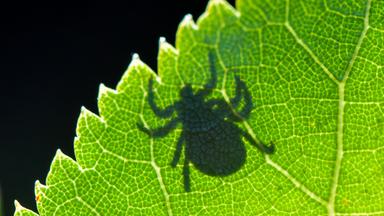 ARCHIV - 07.09.2020, Brandenburg, Sieversdorf: Im Gegenlicht ist der Schatten einer Zecke (Ixodida) auf einem Blatt zu sehen. 
