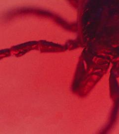 Zecke vor rotem Hintergrund