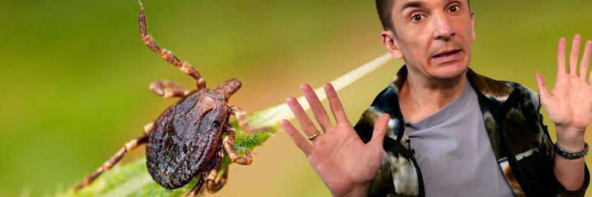 So gefährlich können Zecken sein