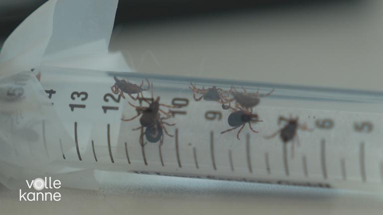 Zeckenbisse: Vorsicht vor diesen Krankheiten