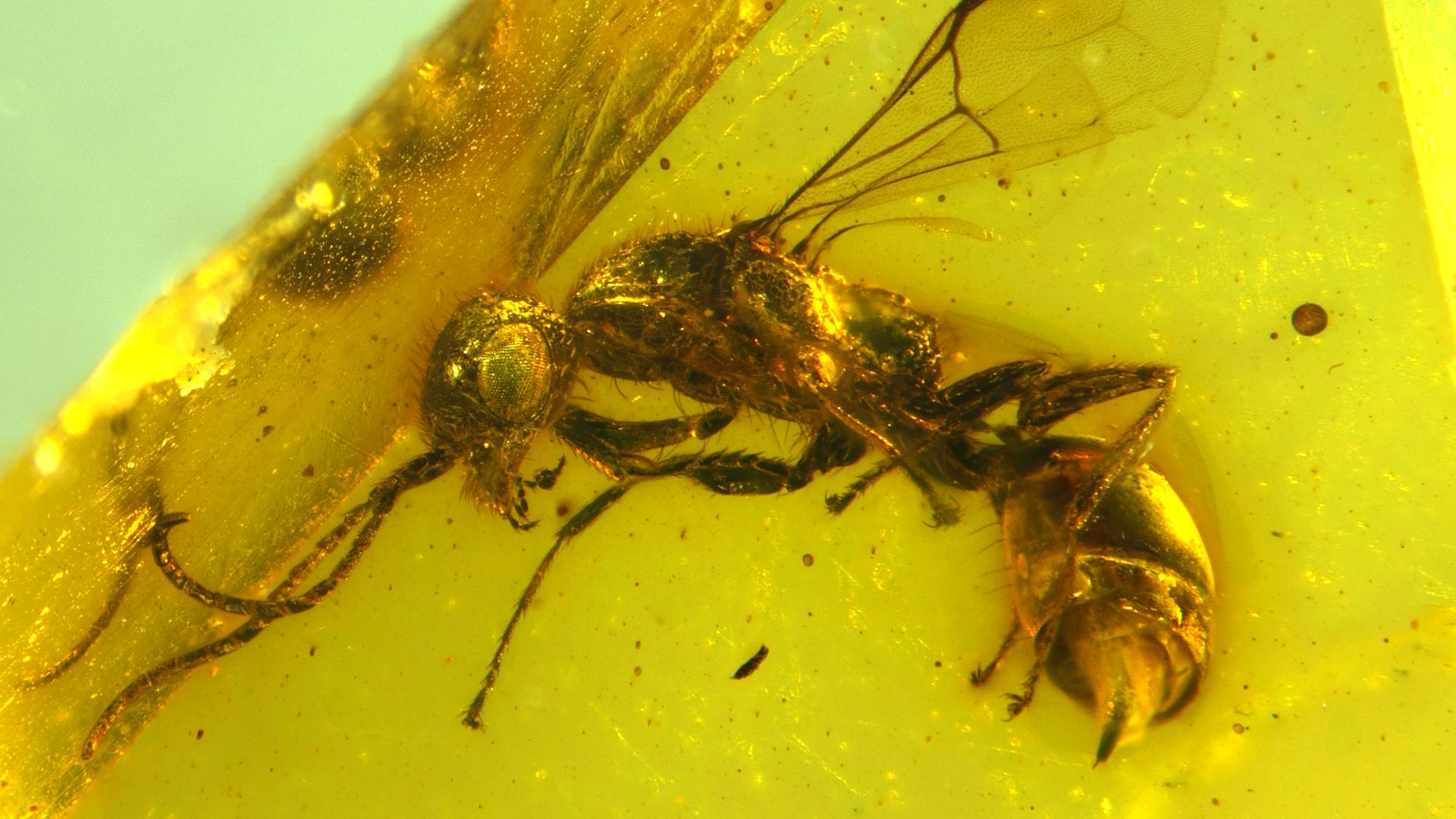 Insektenforscher haben eine bislang unbekannte Wespenart in einem 100 Millionen Jahre altem Bernstein entdeckt.