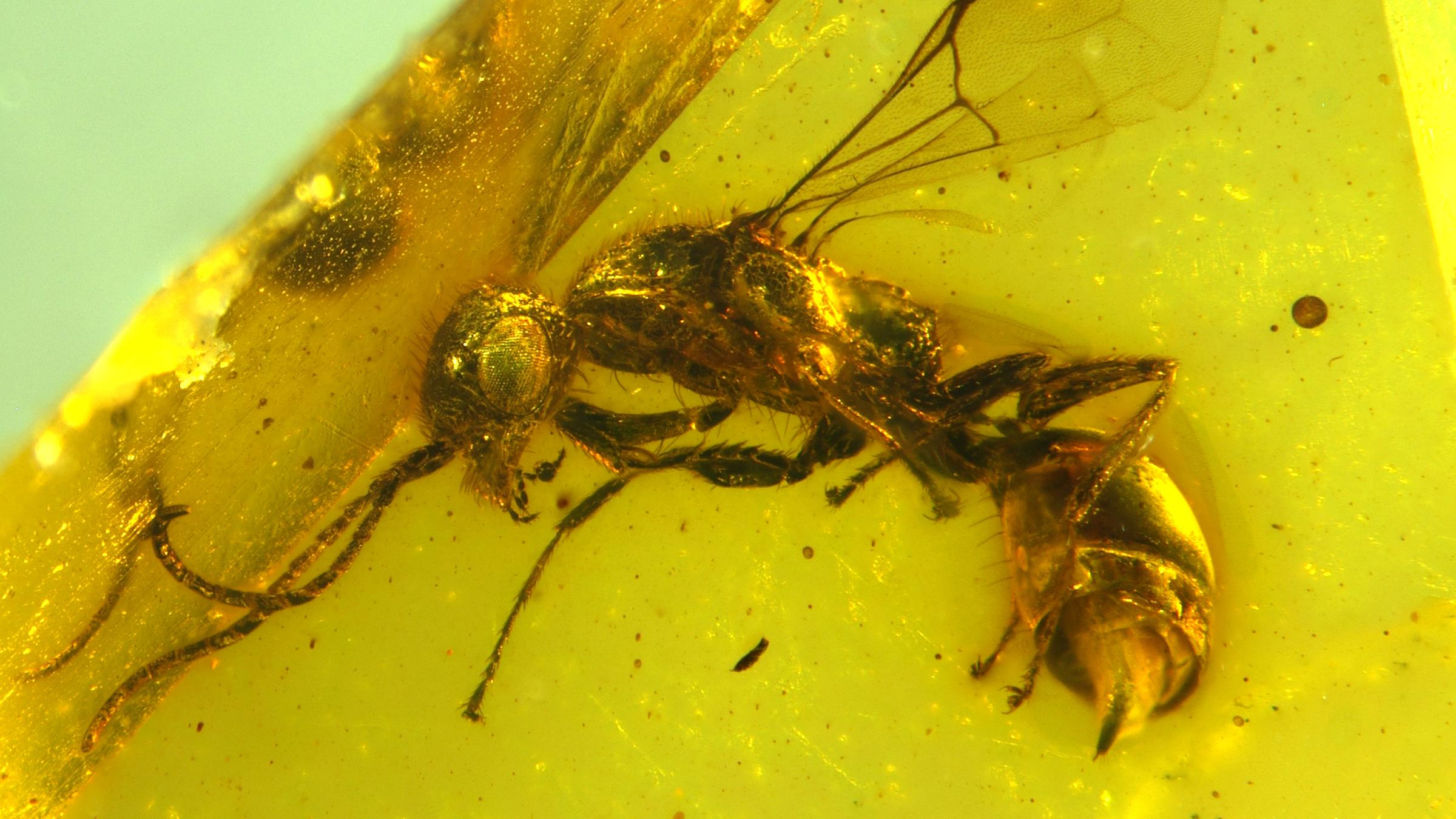 Insektenforscher haben eine bislang unbekannte Wespenart in einem 100 Millionen Jahre altem Bernstein entdeckt.