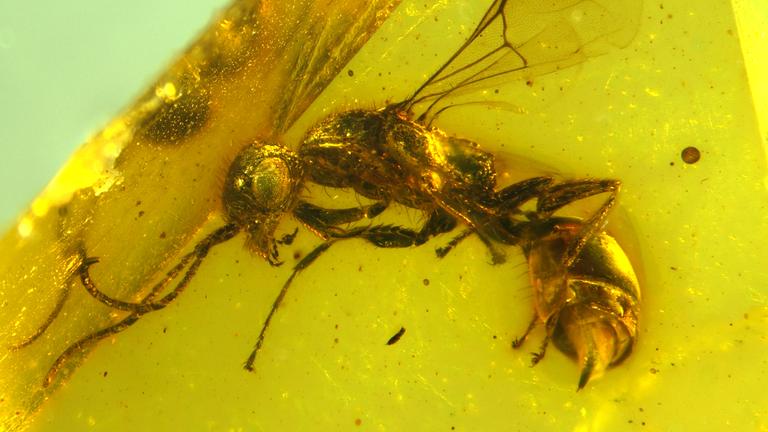 Insektenforscher haben eine bislang unbekannte Wespenart in einem 100 Millionen Jahre altem Bernstein entdeckt.
