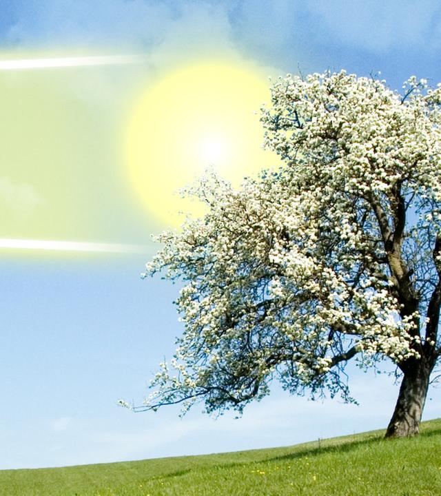 Bühender Baum auf Wiese sowie eine Sonne, die die länger werdenden Tage anzeigt
