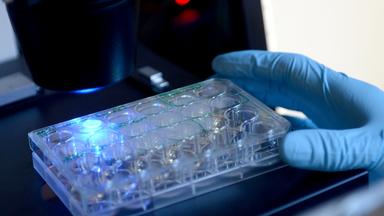 Der wissenschaftliche Mitarbeiter der Firma Bayer, Martin Lange, sieht sich in einem Labor in der Pathologie an der Charite in Berlin Zellkulturen an. Archivbild