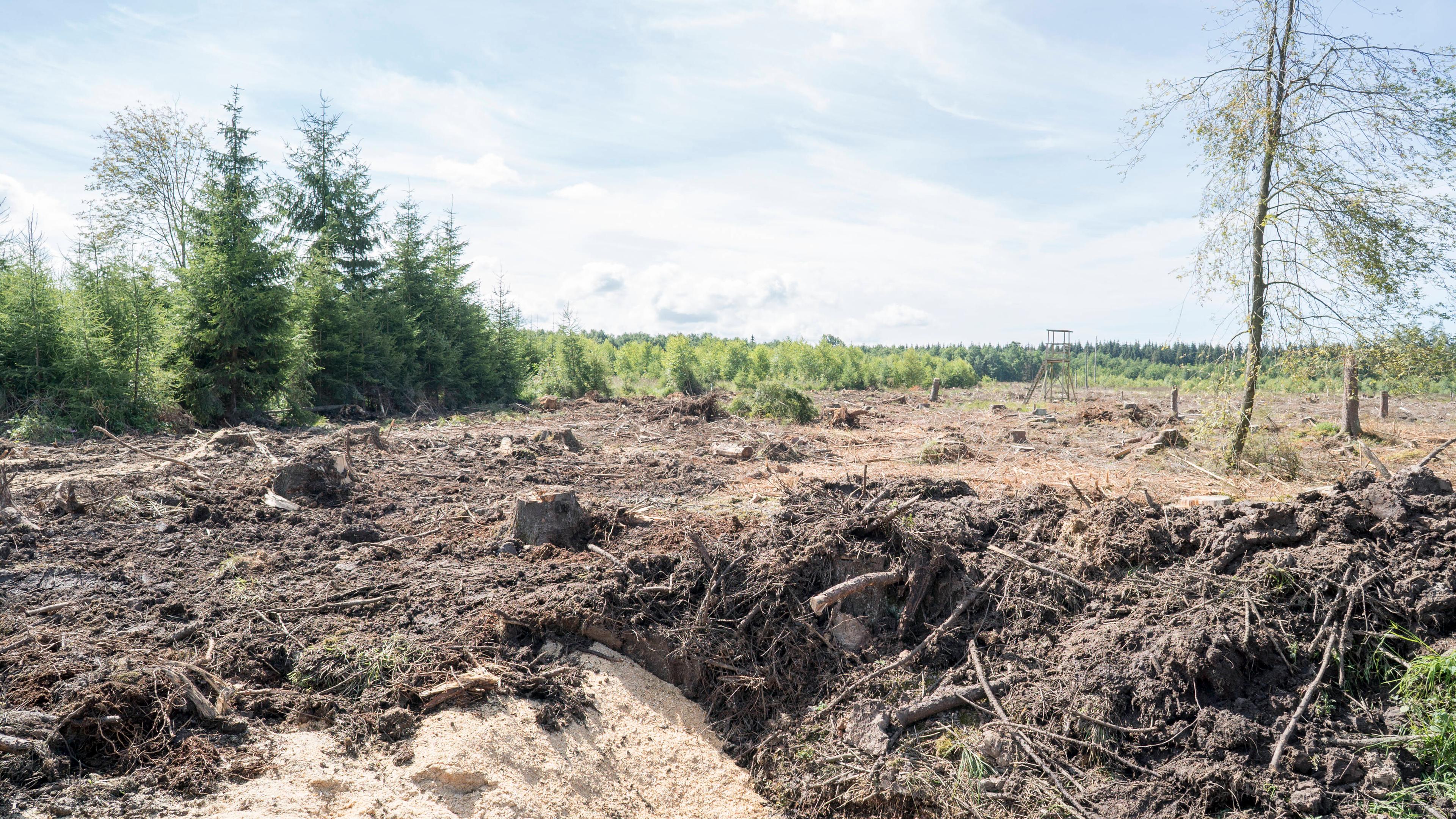 Zerstörtes Moor im Wald