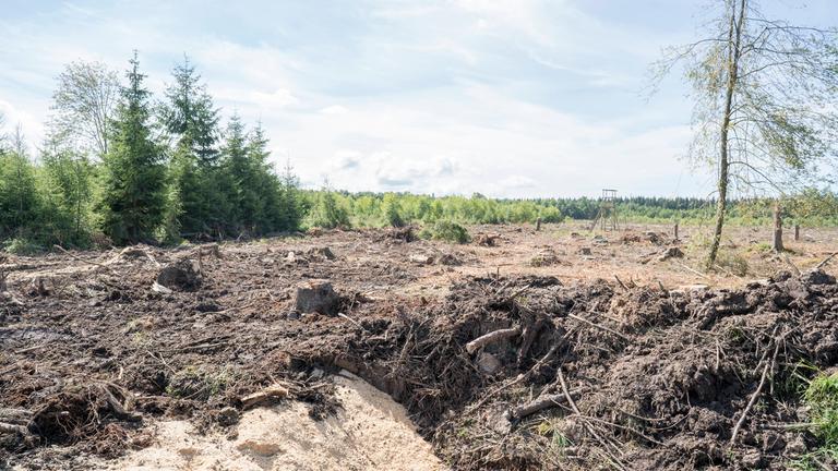 Zerstörtes Moor im Wald