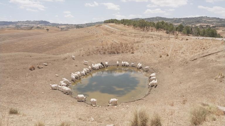 Ziegen um Pfütze in Sizilien