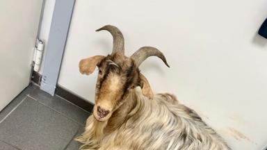 Ziegenbock rastet in Tankstelle